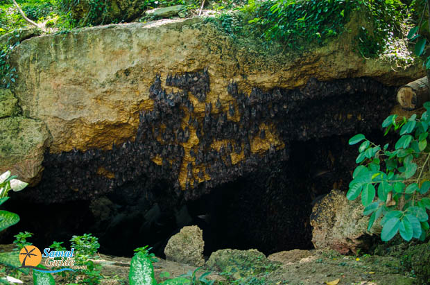 Monfort Bat cave Samal Guide